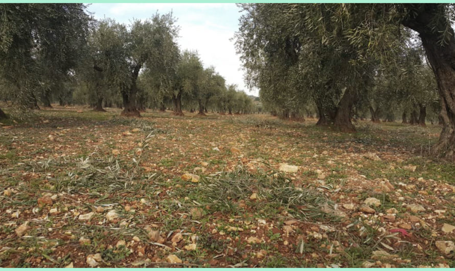 السلطة الانتقالية تغضّ الطرف عن الانتهاكات في عفرين – السكان الكرد بين الحرمان والتجريد