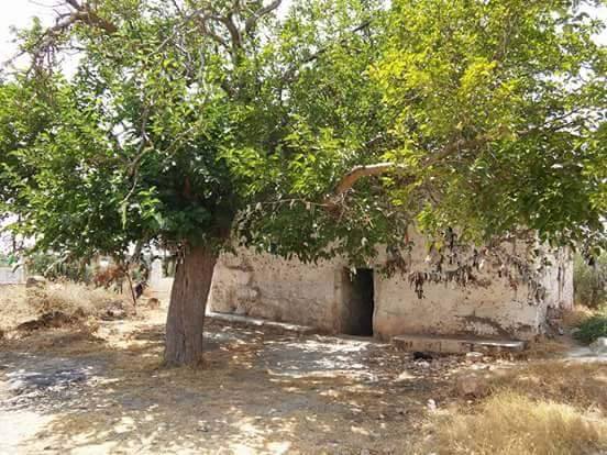 “مستوطن ” يحول “مزار ديني” في عفرين إلى مأوى للماشية