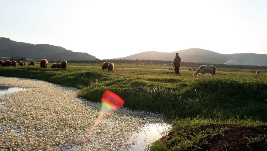 حتى “الماشية” يتم اعتقالها في عفرين ….بغرض طلب الفدية