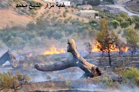 مستوطنون يحرقون الغابات في عفرين.. قوات الاحتلال التركي منعت تحرك الأهالي لإطفائها