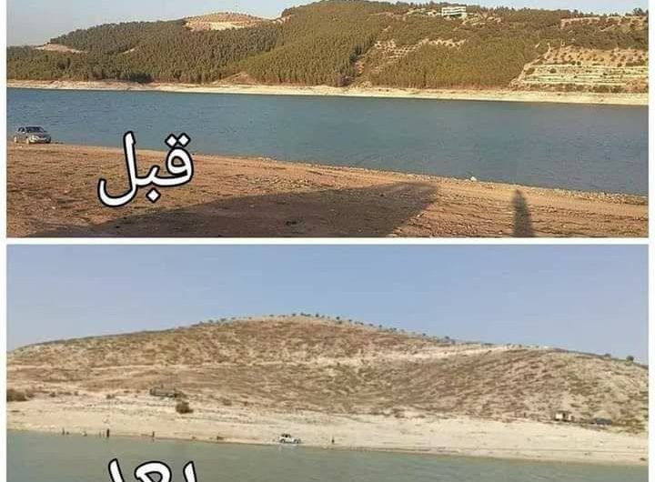 عناصر في “الجيش الوطني” يقطعون أشجار عفرين ….”الأحراش” باتت جرداء