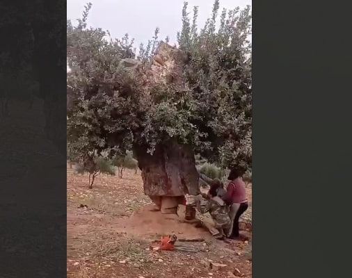 استمرار عمليات قطع الأشجار في ريف عفرين وتحذيرات من كارثة بيئية