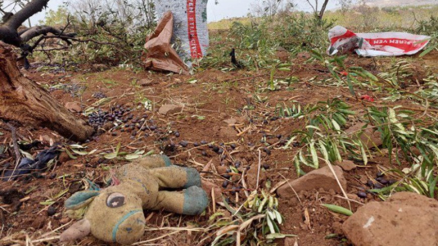 مستوطنون رعاة يحولون جبال عفرين إلى صحراء قاحلة