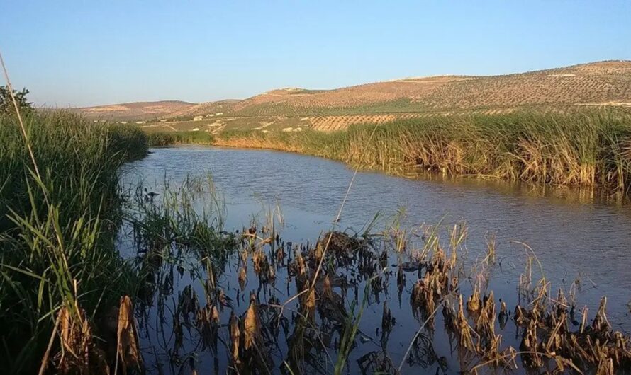 استنزاف نهر عفرين: مشاريع السدود التركية تُفاقم أزمة المياه في الشمال السوري